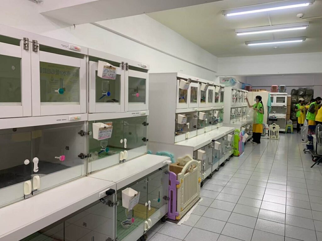 愛兔協會天竺鼠認養