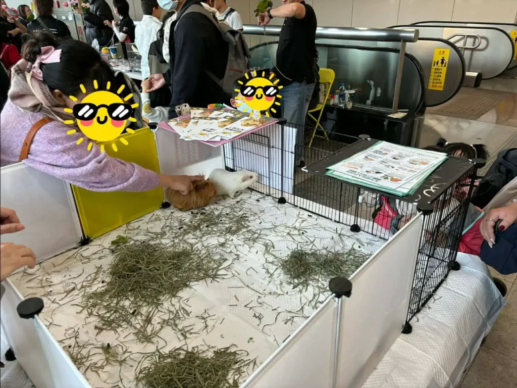 社團法人台灣天竺鼠救援協會-高雄大遠百送養會