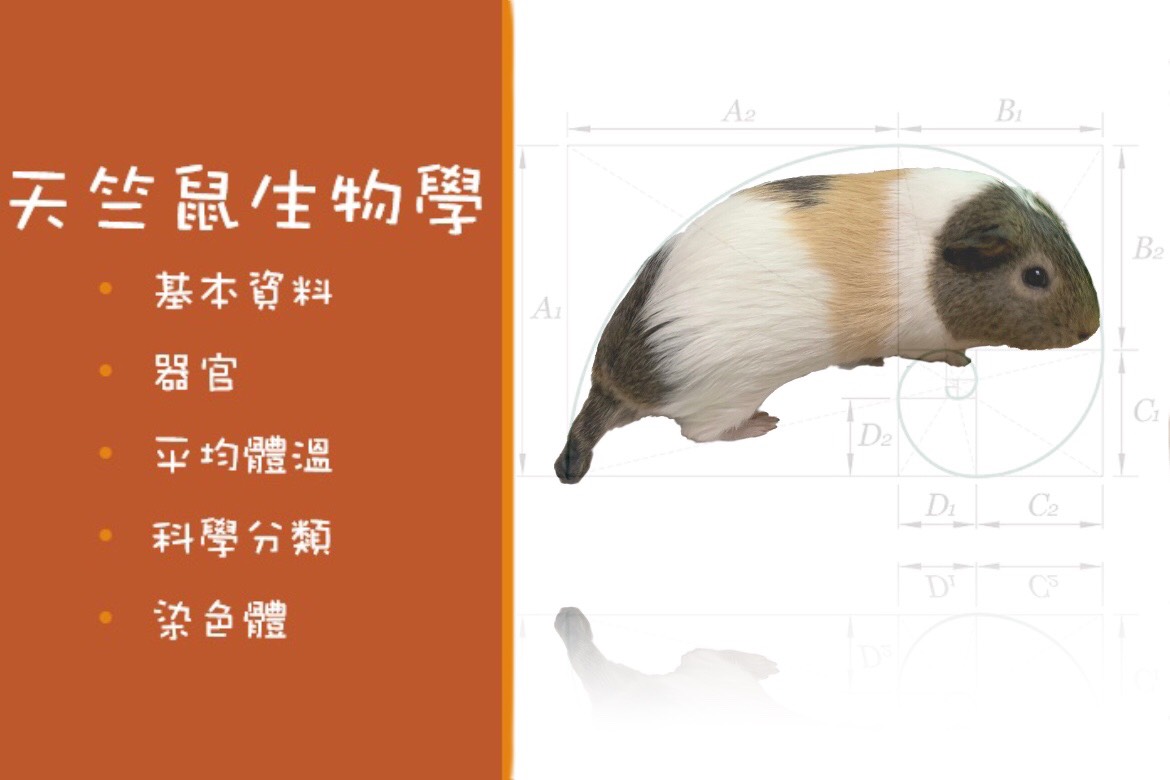 天竺鼠的生物學 寵物先生與小姐的天竺鼠人生 Mr Mrs Pet