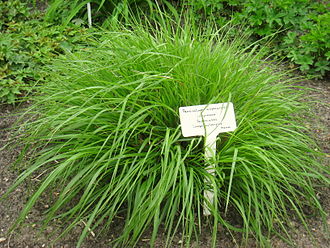 330px Pennisetum alopecuroides Berlin Botanical Garden IMG 8624