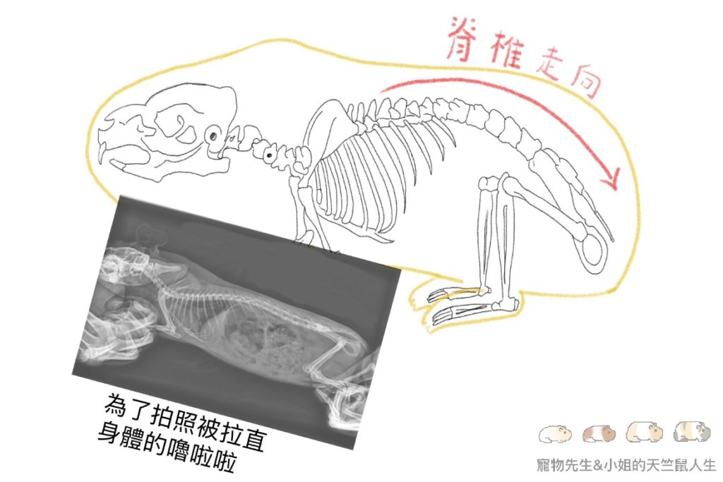 天竺鼠仰躺