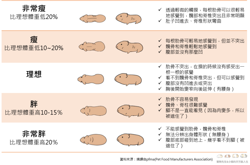 天竺鼠胖瘦
