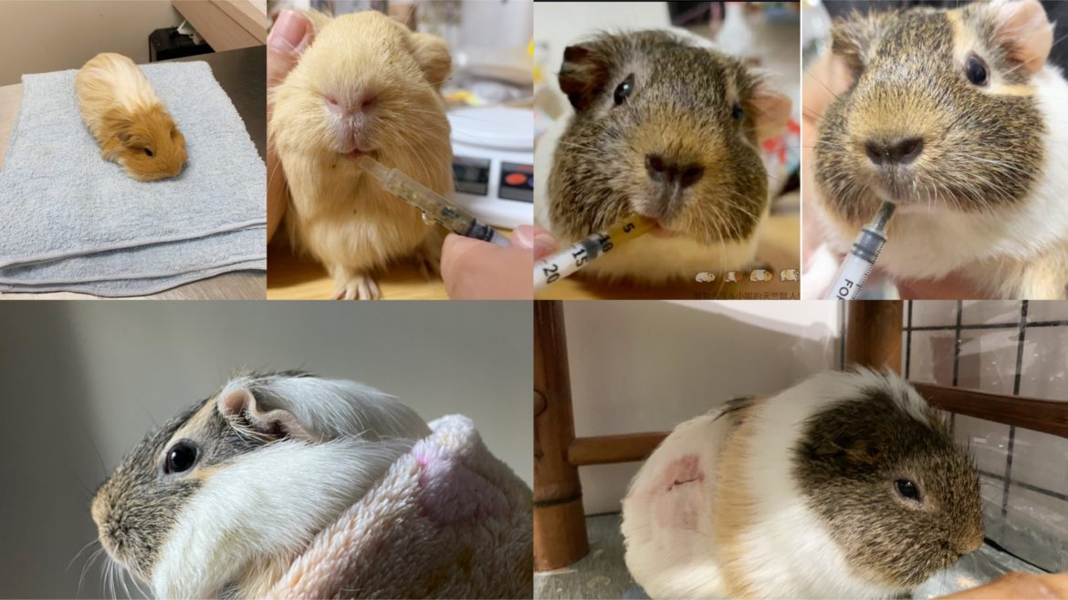天竺鼠就醫