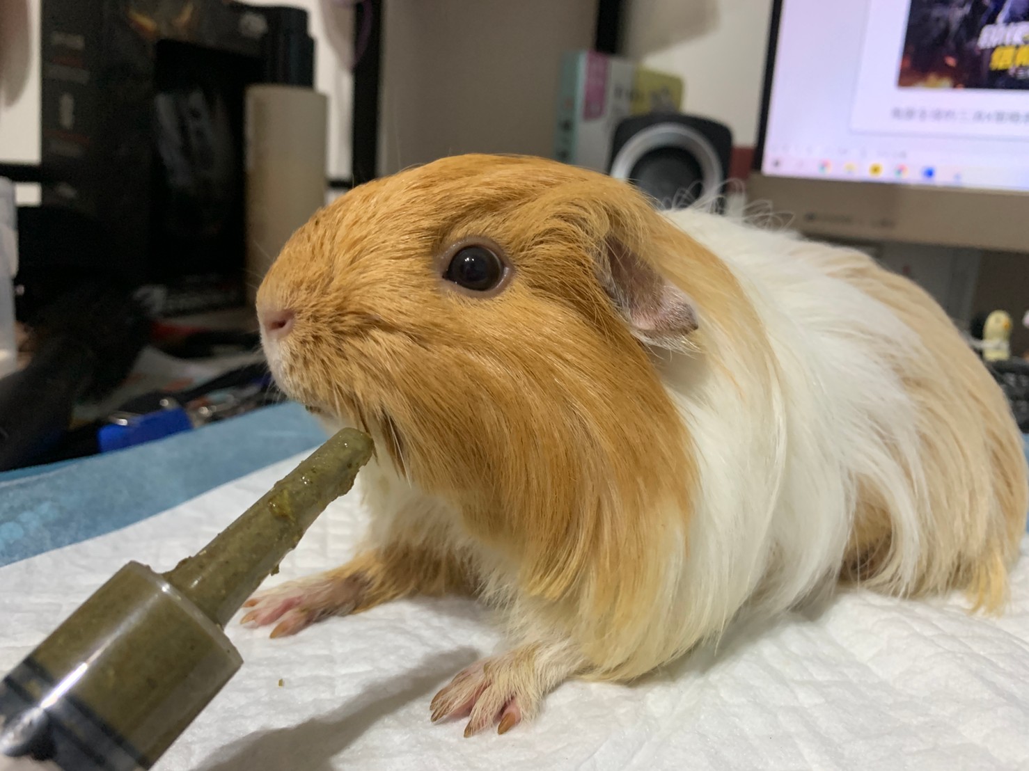 艾茉芮草粉介紹及使用心得 草粉種類及成份 使用方法及購買方式 寵物先生與小姐的天竺鼠人生 Mr Mrs Pet