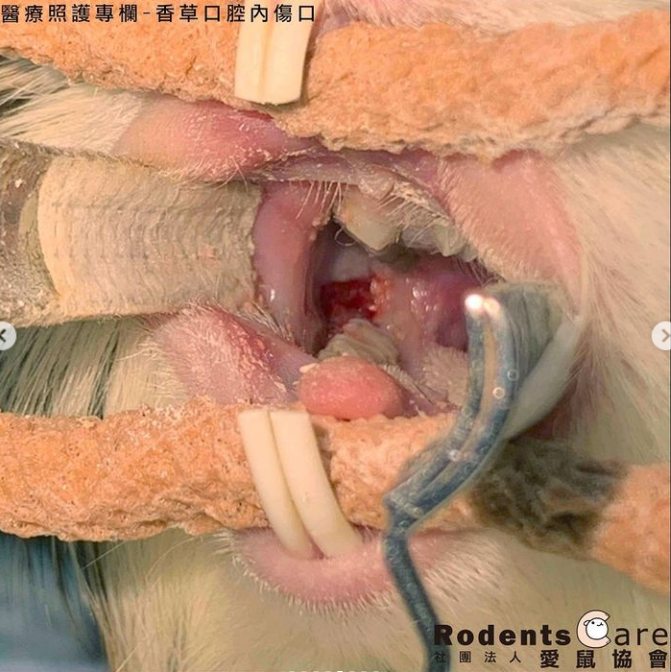 天竺鼠牙齒問題
