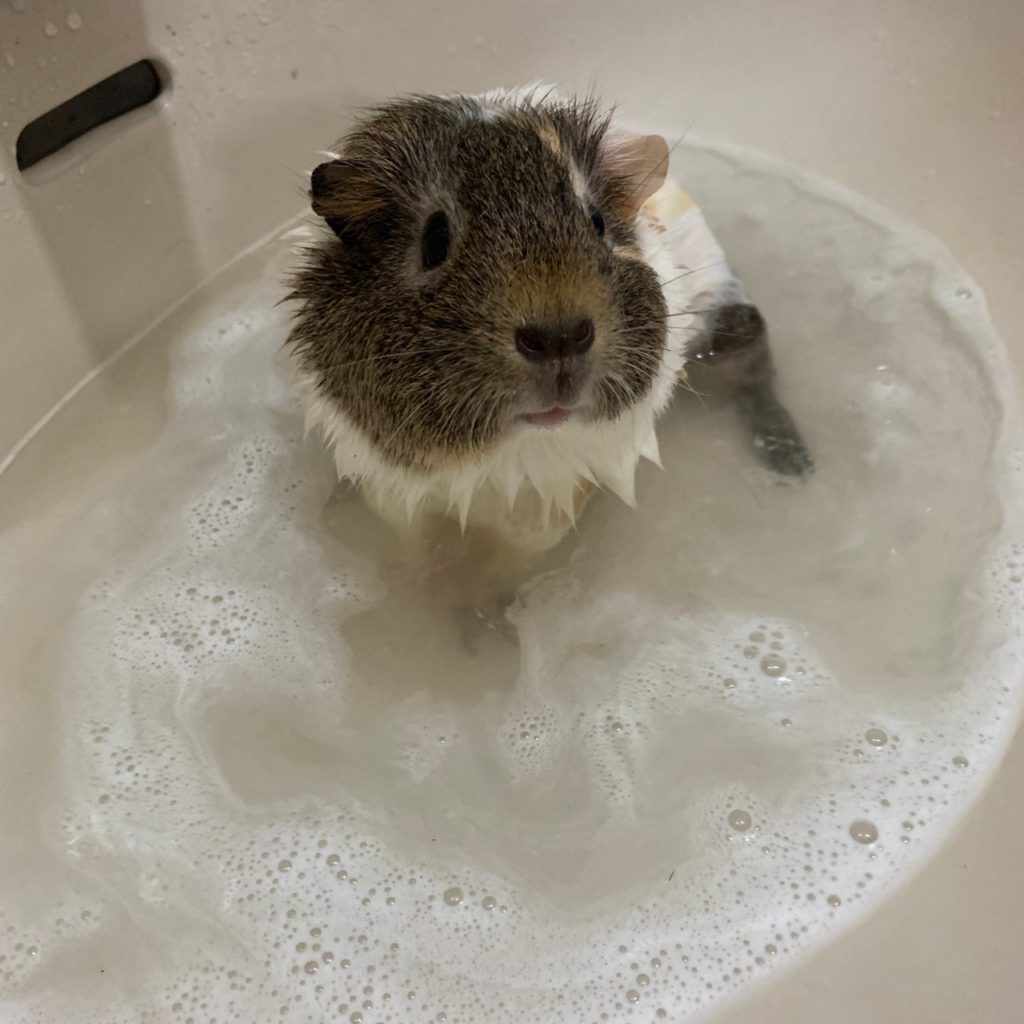 天竺鼠洗澡