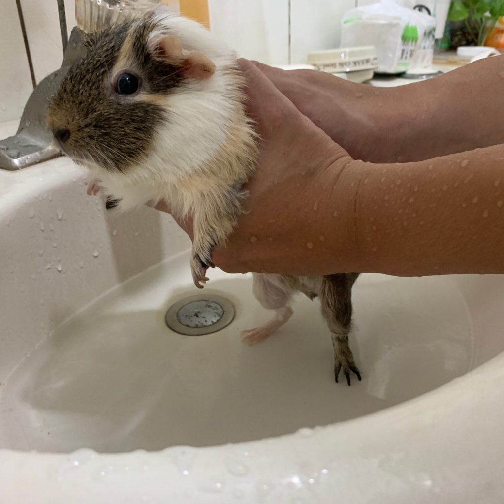 天竺鼠洗澡