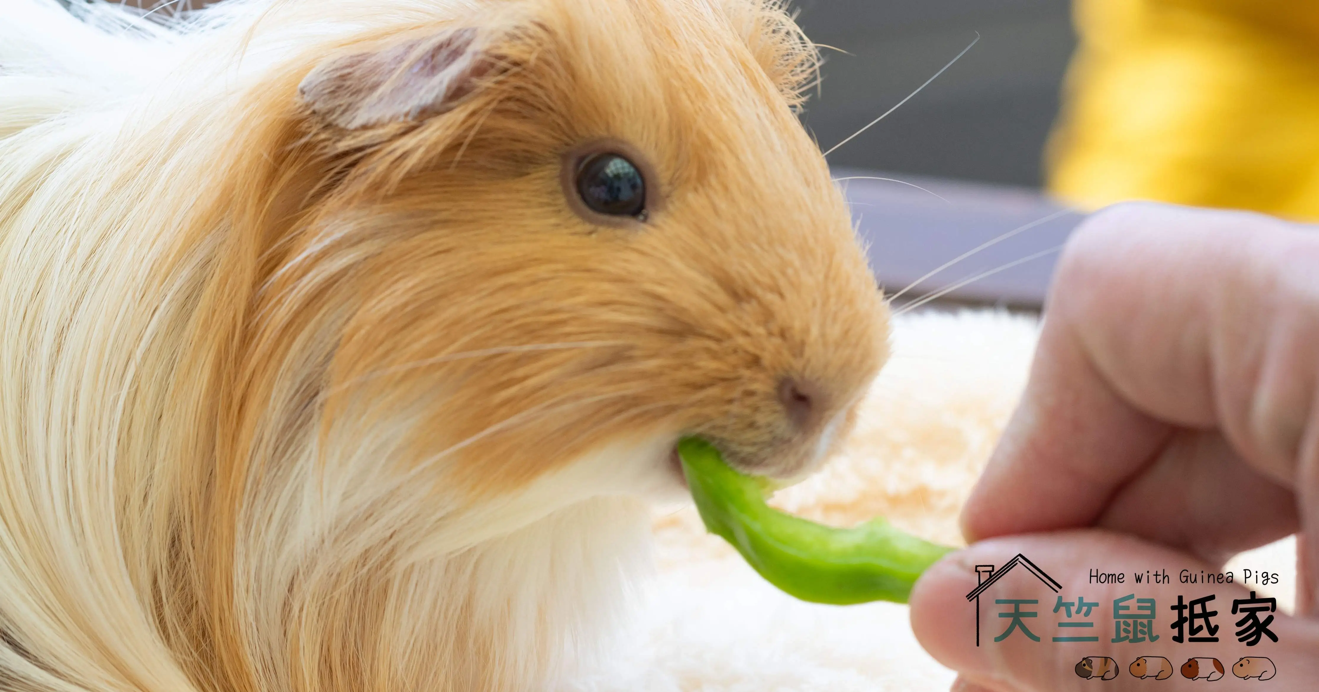 guinea pig cystitis