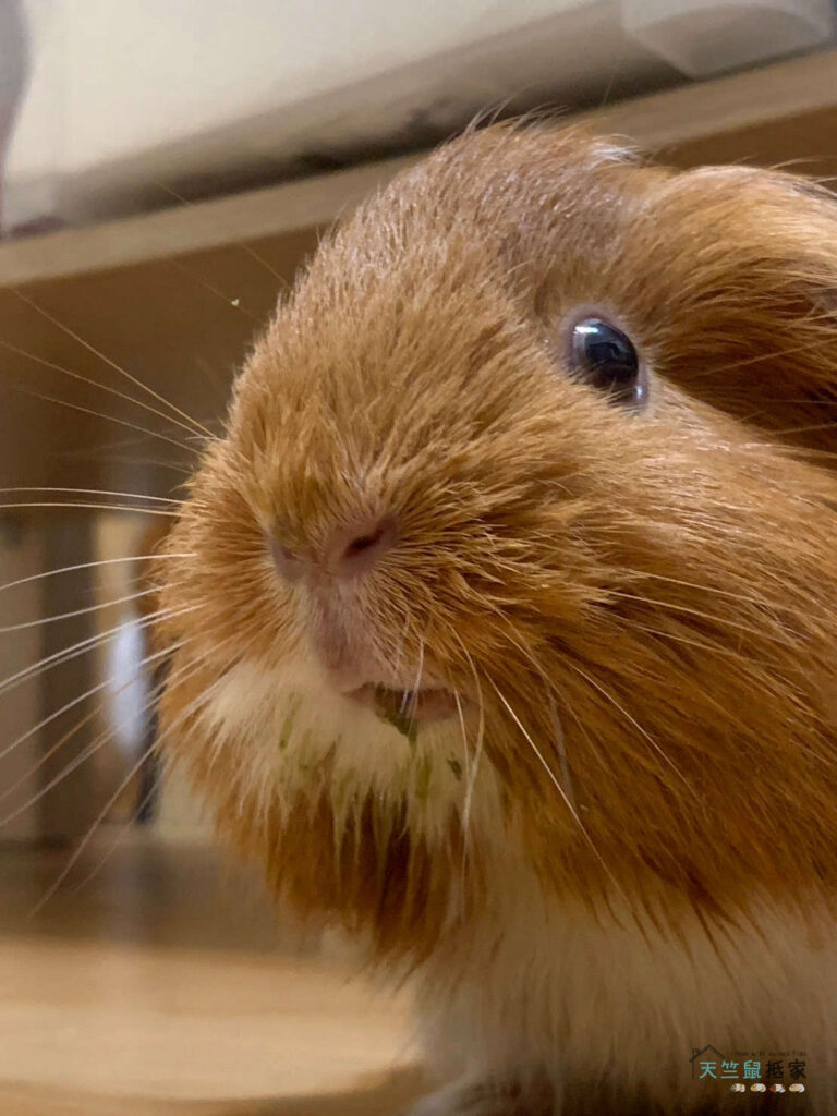 bunny-girl-grass -powder