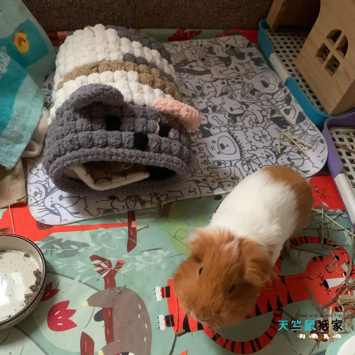 養天竺鼠準備什麼