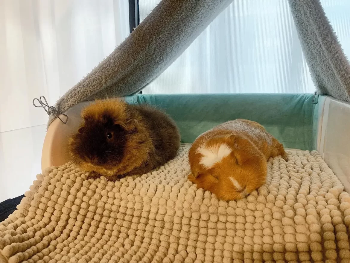 guinea-pig-pregnancy-guide