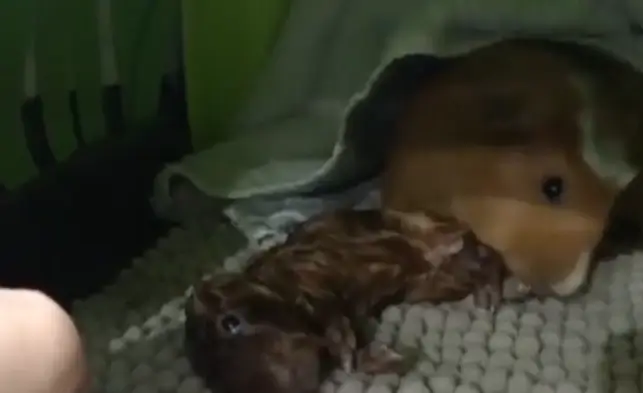 剛出生的寶寶 1